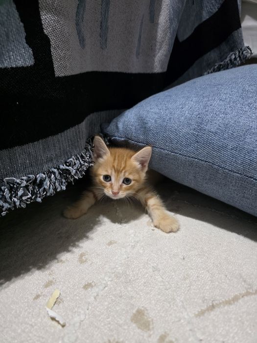Котята отдам в хорошие руки