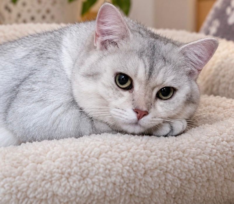 Продам шотландских котят