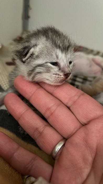 Шотландский вислоухий котята