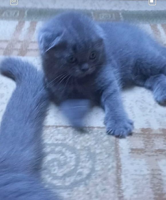 Чистокровные плюшевые малыши