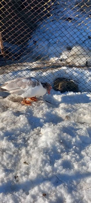 Rate mute tinere, 2 pauni masculi tineri