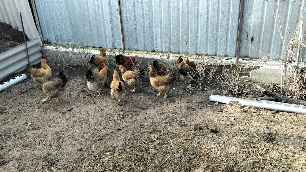 Продам.     продам