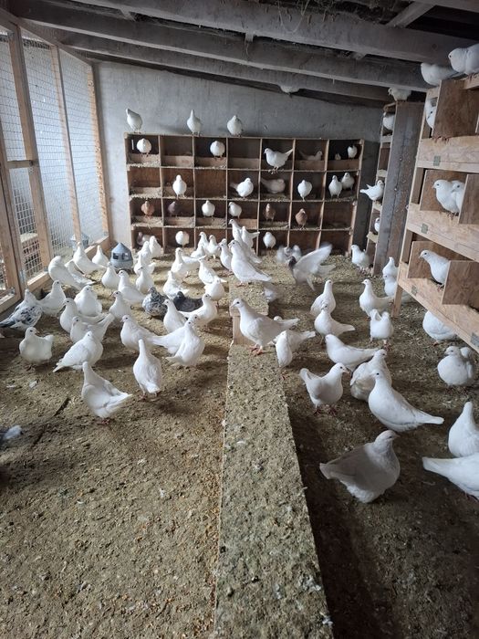 Vand porumbei Hubble