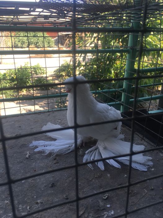 Продам белого самца молодой