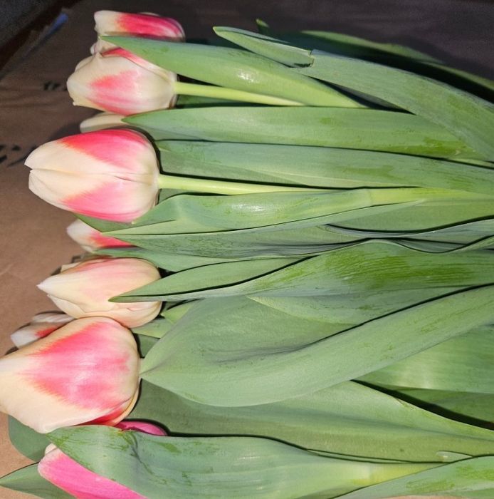 Тюльпаны оптом и розницу