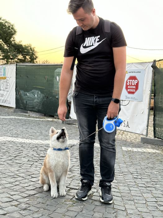 Dresaj canin / educație canina la domiciliu