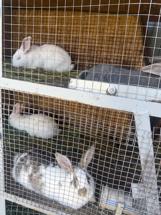 Продаются кролики