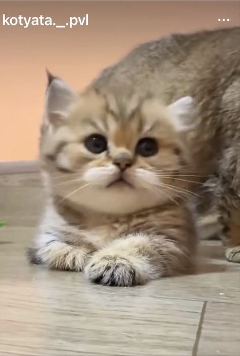 Манчкин коротколапы мальчик