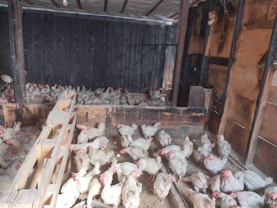 Куры несушки белые