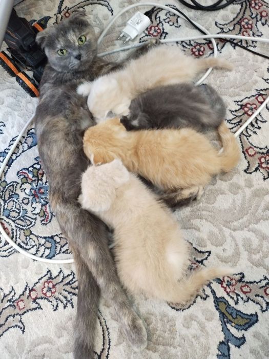 Мушук Скотиш фолд