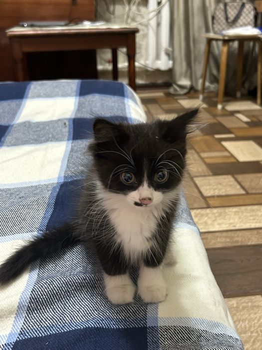 Котенок ищет новый дом