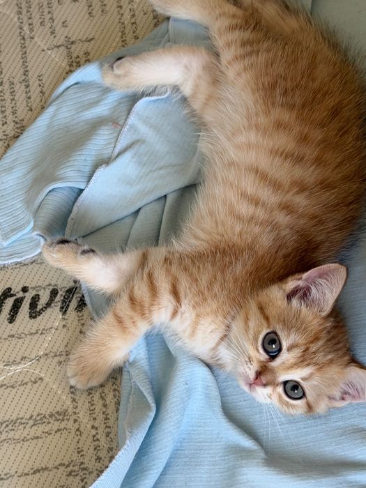 Марғаулар өз үйлерін іздейді.