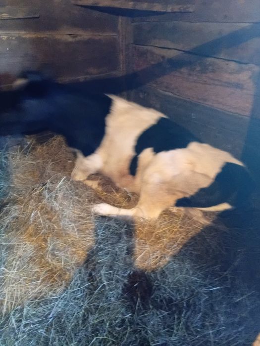 Продам тёлочки Продам