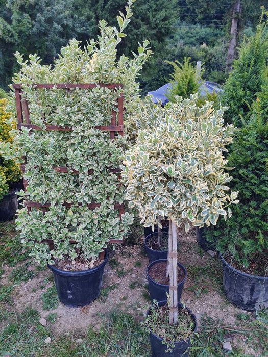 Plante de Exterior Rezistente – Echipa Noastră Asigură Montajul