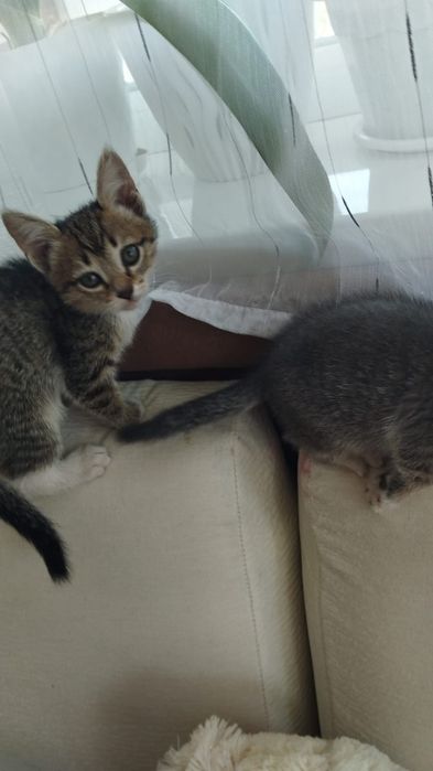 Котята в хорошие руки