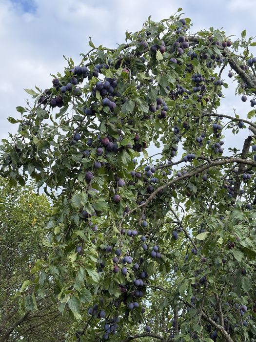Prune grase bio 100%  pentru țuica