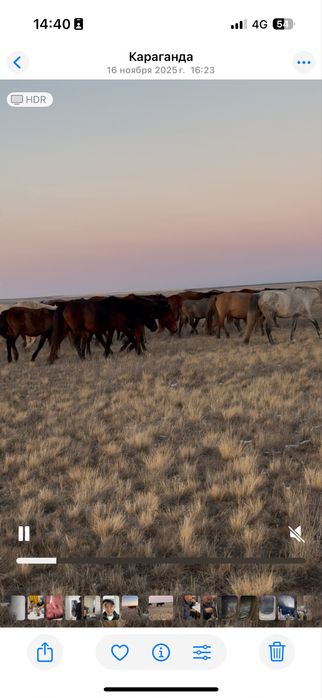 Құлындайтын сауын биелер сатылады