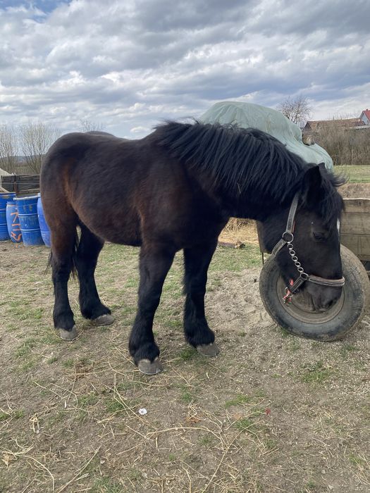 Mânză neagră de 1 an si 10luni