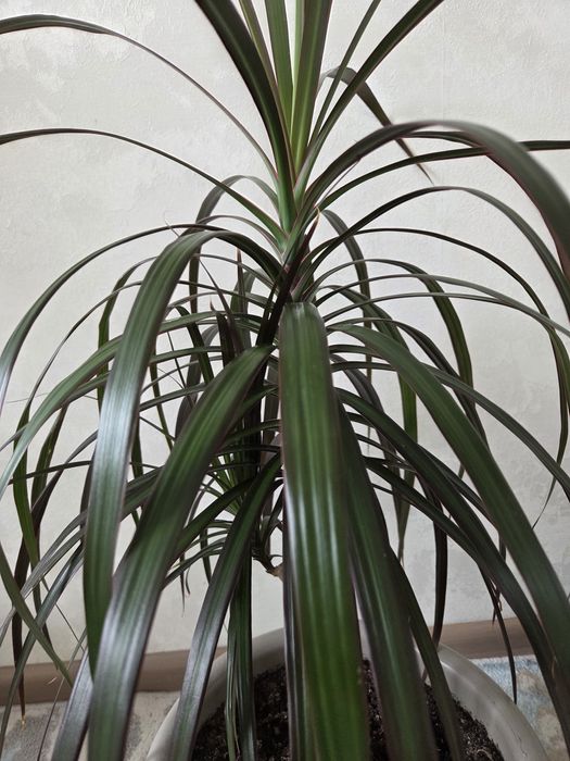 Драцена сатылады/продается