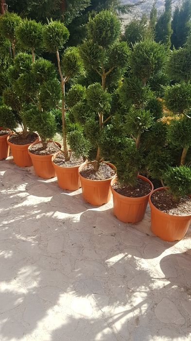 Gazon plante ornamentale