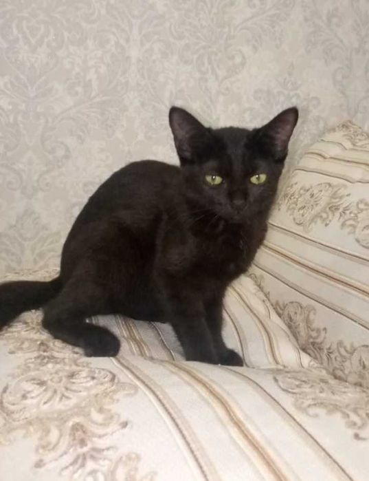 Котики редкой породы