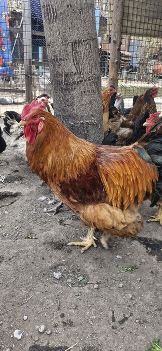 Инкубационные яйца