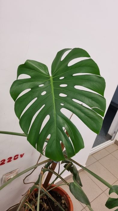 Monstera deliciosa