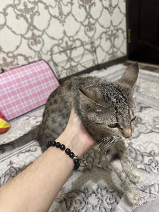 Mushukcha bor hadyaga