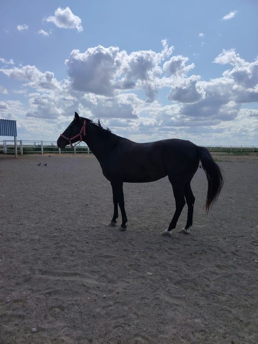 Ахалтекинская кобыла ,жеребец