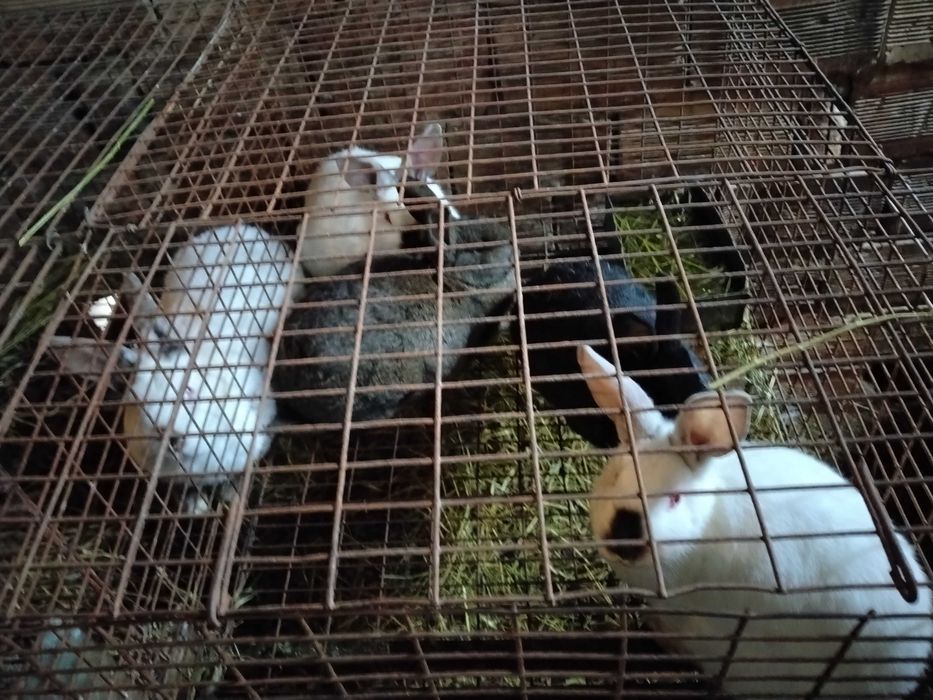 Продавам зайци за клане или за тамазлък