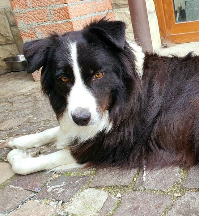 Adopție border collie