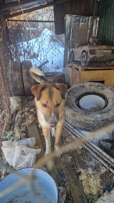 Отдам алабайчика в хорошие руки