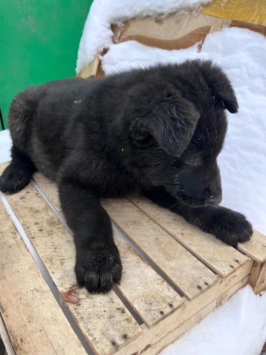 Продам щенят ВЕО