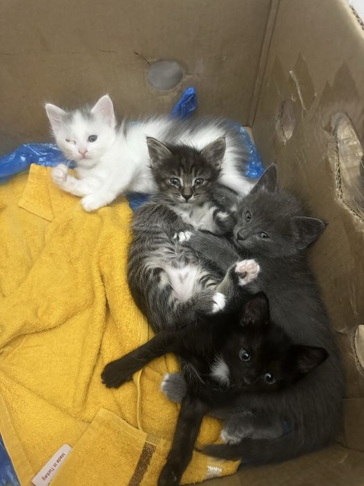 Котенки в хорошие руки
