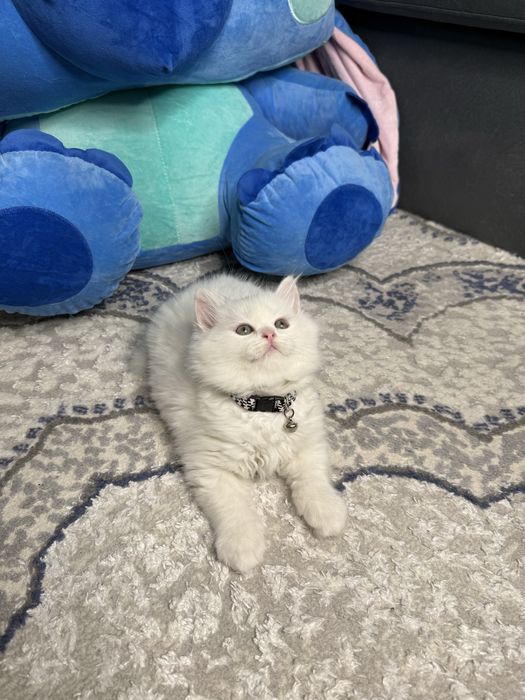 Mushuk bolasi sotiladi