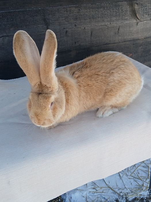 Iepuri urias german si berbec german