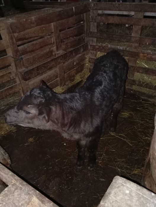 vând tăuraș de angus