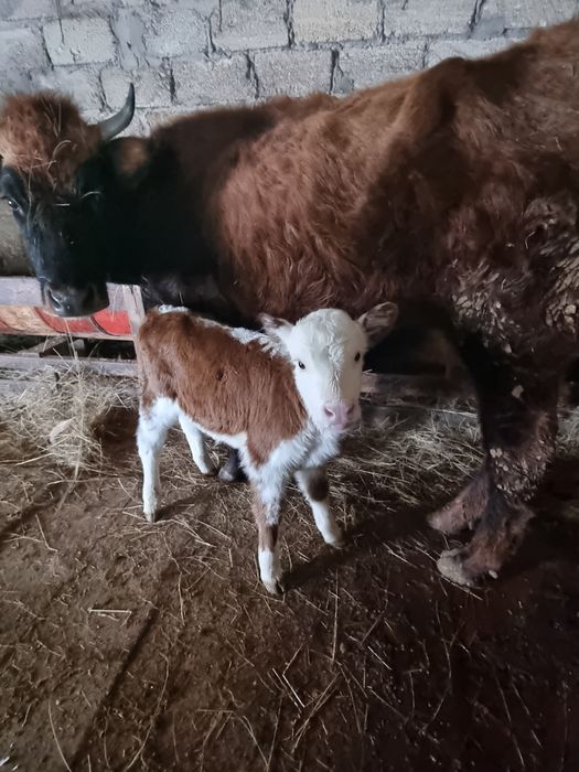 Сиыр бұзауымен сатылады