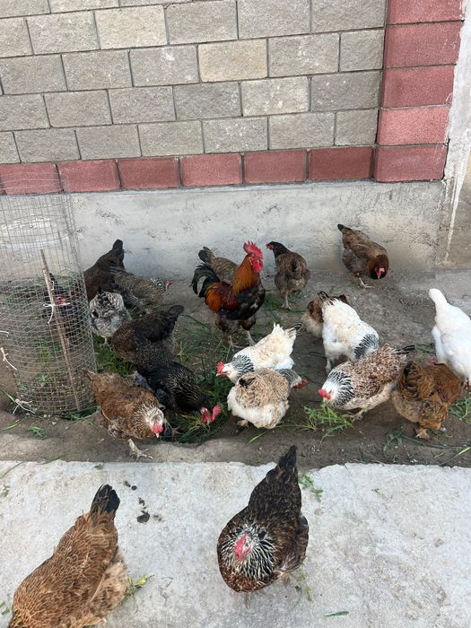 Колдын жумырткасы