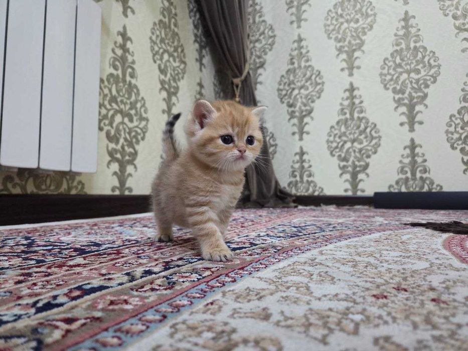 Котенок Scotish straight от чистокровных родителей