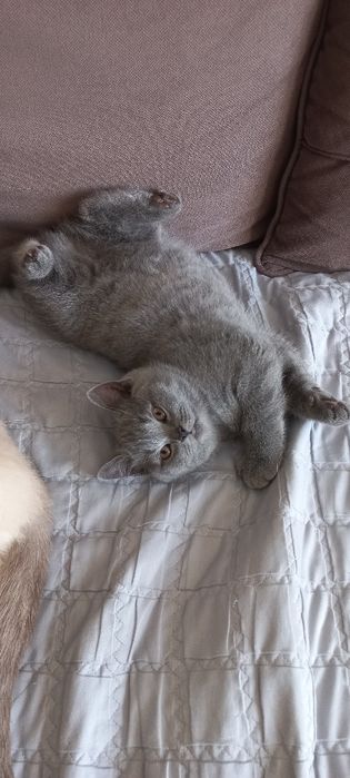Чистокровные британские котята