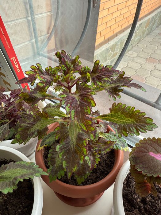 Колеусы несколько