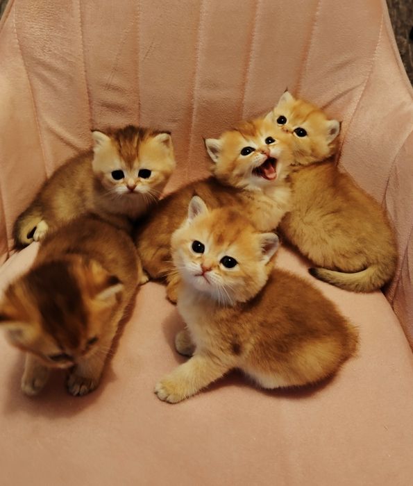 Котята Шиншиллы золото