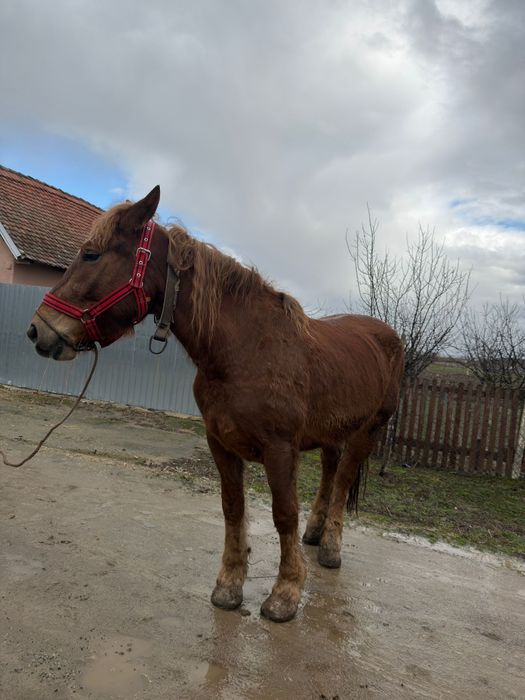 Cal de vanzare,mai multe detalii la telefon