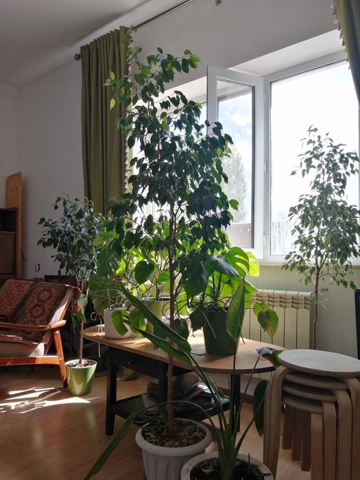 Продам фикусы Бенджамина