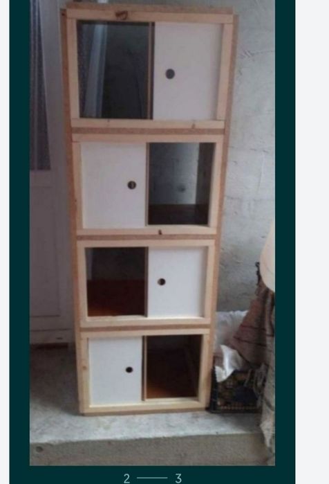 Picior boxa porumbei