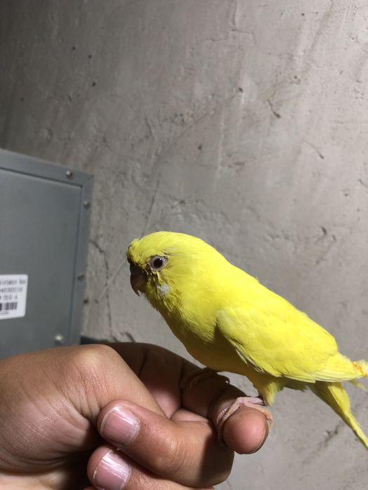 Лимон папугае лар