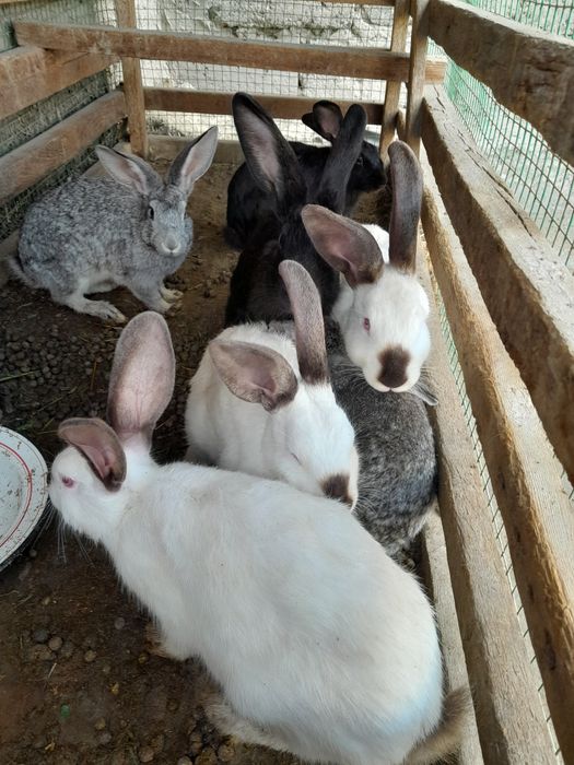 Zotdor duragay quyonlar xarxil ranglari bor katta kichigi xam