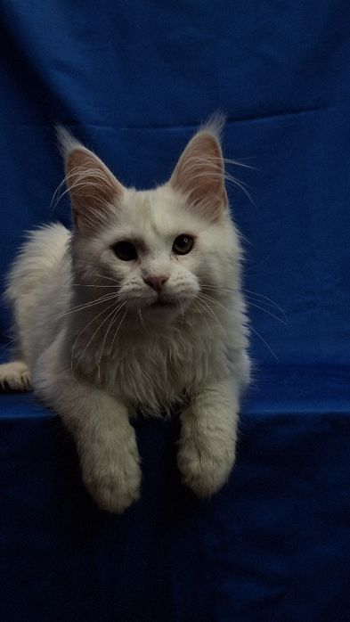 Котята готовые к переезду