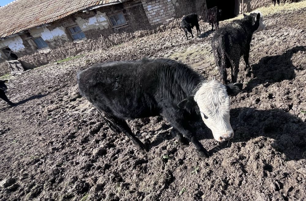 Телета за доотглеждане